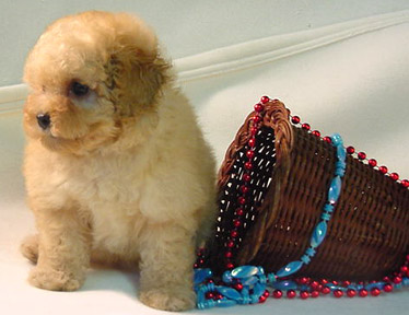 Caniche Toy